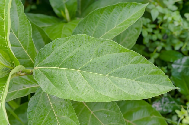 Gotas de lluvia sobre una hoja verde