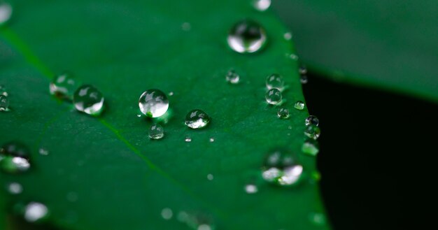 Gotas de lluvia sobre hojas de grosella espinosa frescas hojas suculentas de hermosos árboles de cerca Rocío después de la lluvia