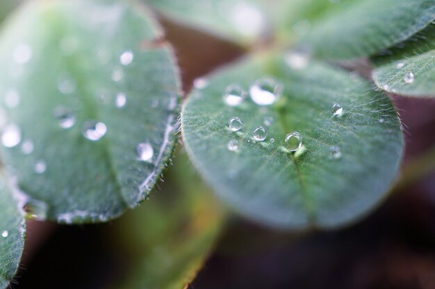 Gotas de lluvia sobre las hojas de la planta verde en la naturaleza.