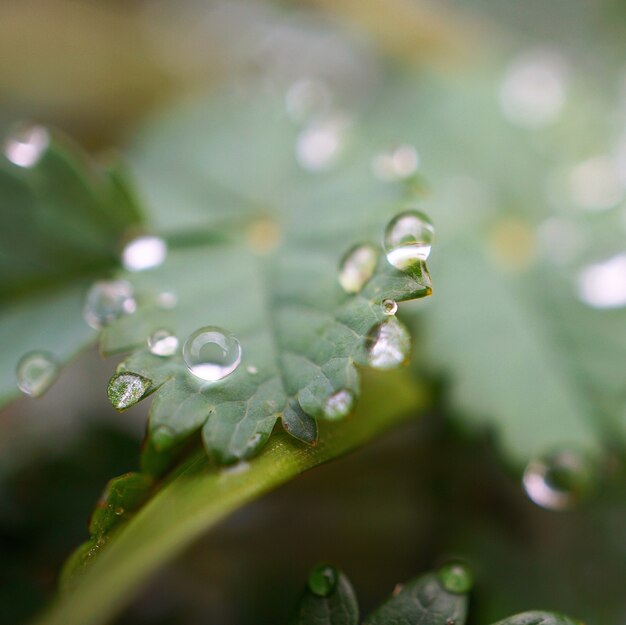 Gotas de lluvia sobre las hojas de la planta verde en la naturaleza.