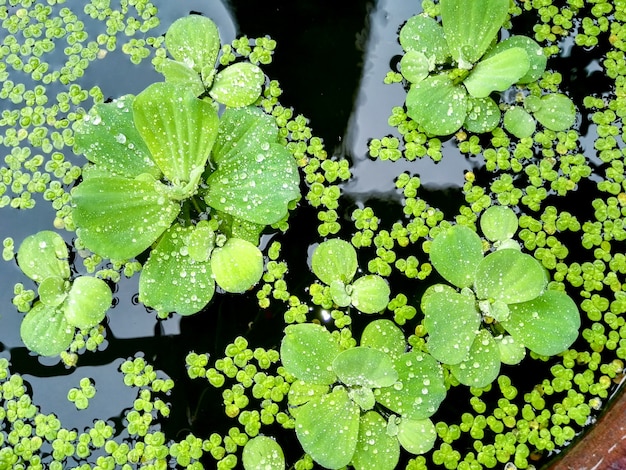 Gotas de lluvia sobre las hojas de las plantas.