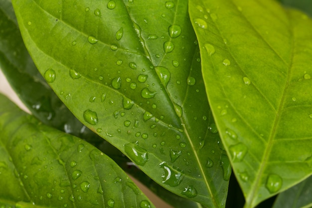 Gotas de lluvia sobre hojas verdes de cerca