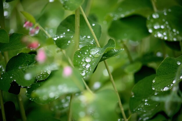 Gotas de lluvia sobre hojas verdes frescas en el jardín