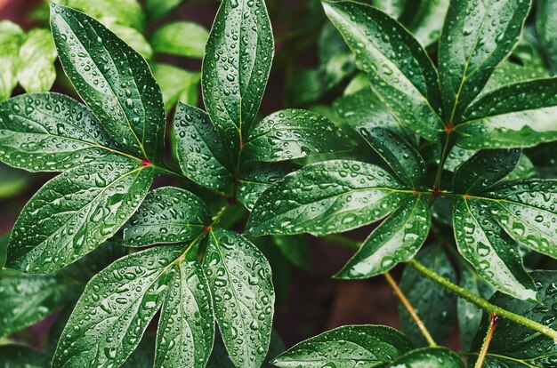 Gotas de lluvia sobre las hojas verdes de una peonía