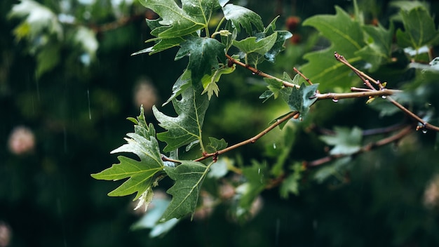 Gotas de lluvia sobre hojas verdes