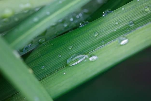 Gotas de lluvia sobre hojas verdes