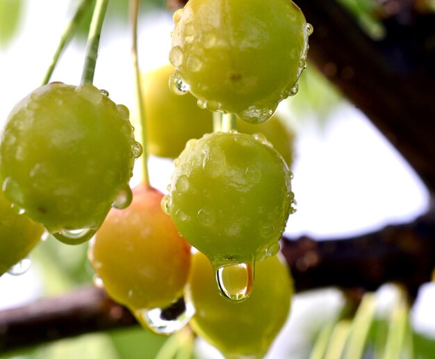 gotas de lluvia sobre una imagen de frutos de cereza madurando de una