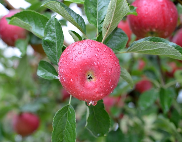 Gotas de lluvia sobre manzanas maduras en un huerto en otoño