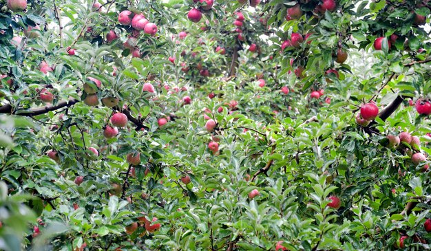 Gotas de lluvia sobre manzanas maduras en un huerto en otoño