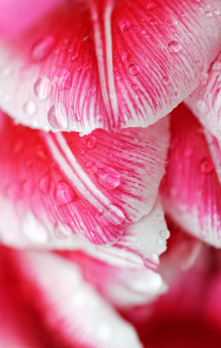 Gotas de lluvia sobre pétalos de tulipán rosa