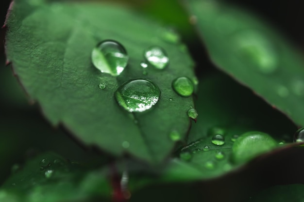 Gotas de lluvia sobre plomo verde Ambiente jardín de primavera y verano Moody background photo