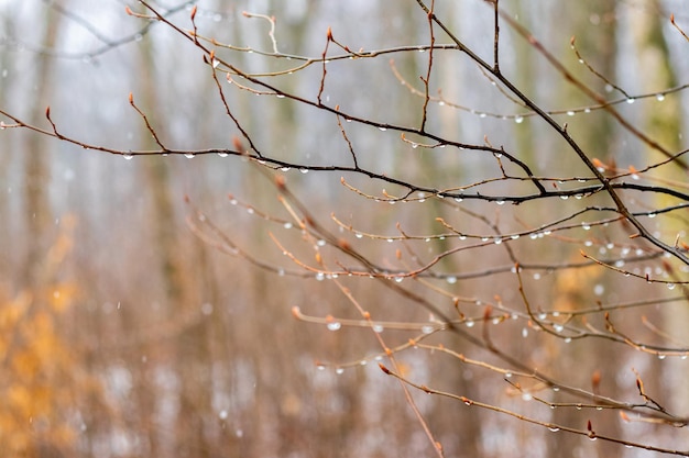 Gotas de lluvia sobre una rama desnuda en la primavera durante el derretimiento de la nieve
