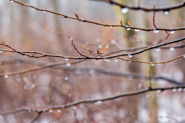 Gotas de lluvia sobre una rama desnuda en la primavera durante el derretimiento de la nieve