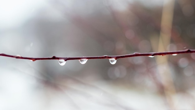 Gotas de lluvia sobre una rama desnuda en la primavera durante el derretimiento de la nieve