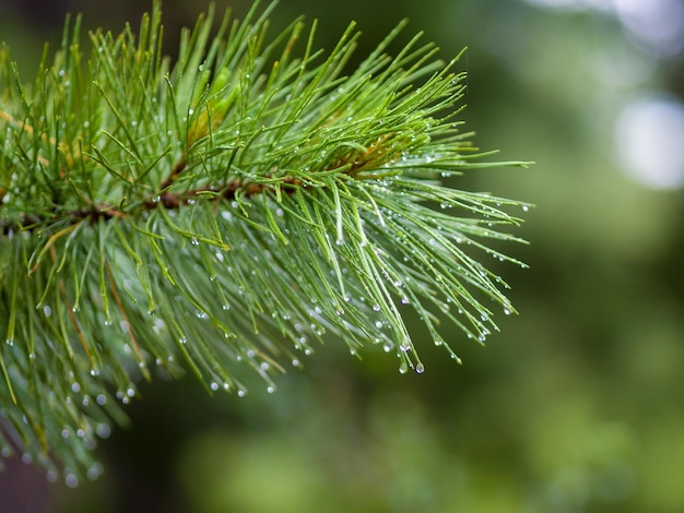 Gotas de lluvia sobre ramas de coníferas