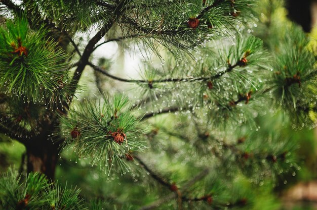 Gotas de lluvia sobre las ramas de un pino.