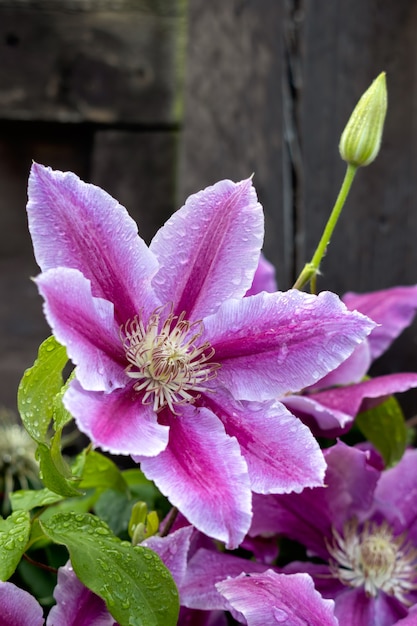 Gotas de lluvia sobre una rosa Clematis que florece en un jardín inglés