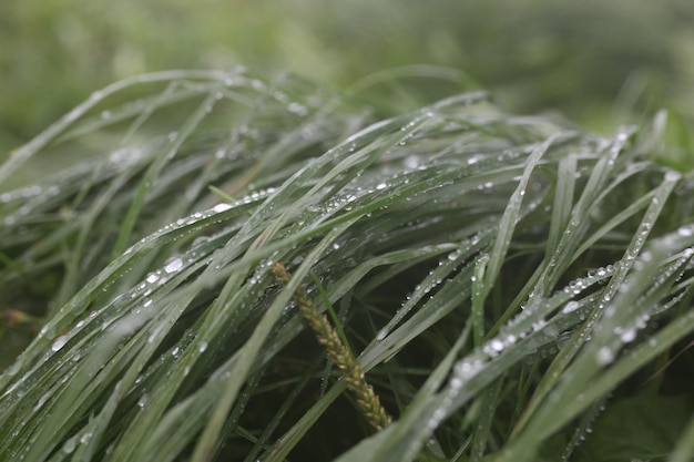 Gotas de lluvia sobre la textura natural de la hierba verde para el fondo