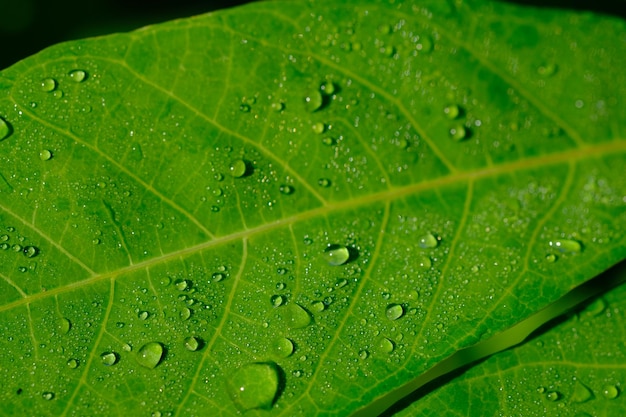 gotas de lluvia en la superficie de las hojas de mandioca. lluvia y rocío matutino. fondo del concepto de naturaleza.