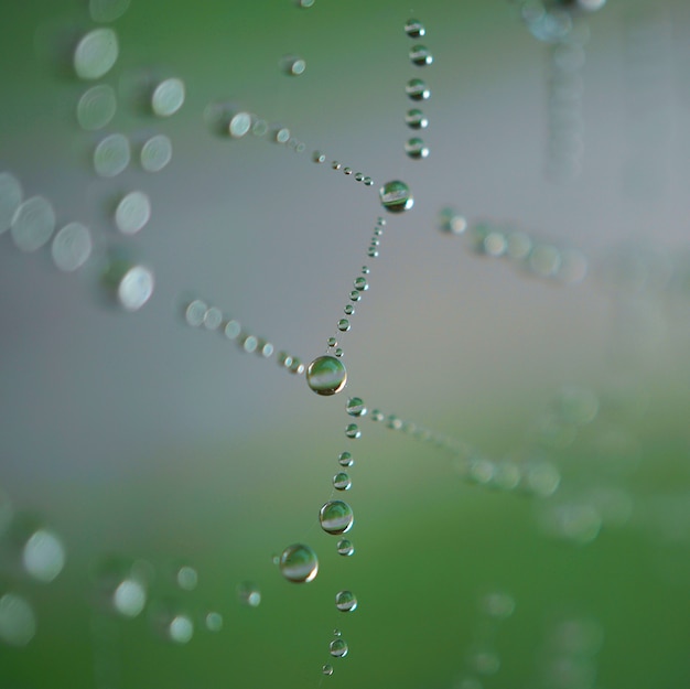 gotas de lluvia en la tela de araña en la naturaleza