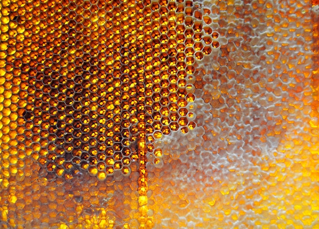 Gotas de miel de abeja de panales hexagonales llenos de néctar dorado Composición de verano de panales de miel que consiste en gotas de miel natural gotas en el marco de cera de abeja Gotas de mel de abeja gotas en panales