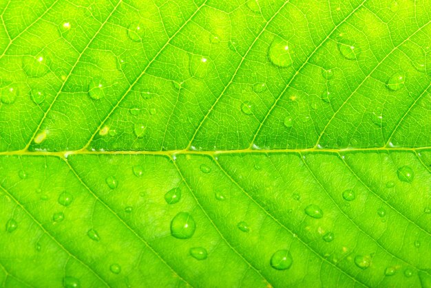 Gotas na folha da planta verde