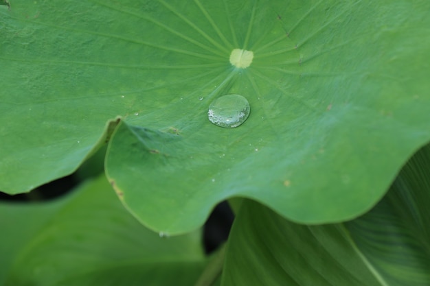 Gotas na folha de lótus