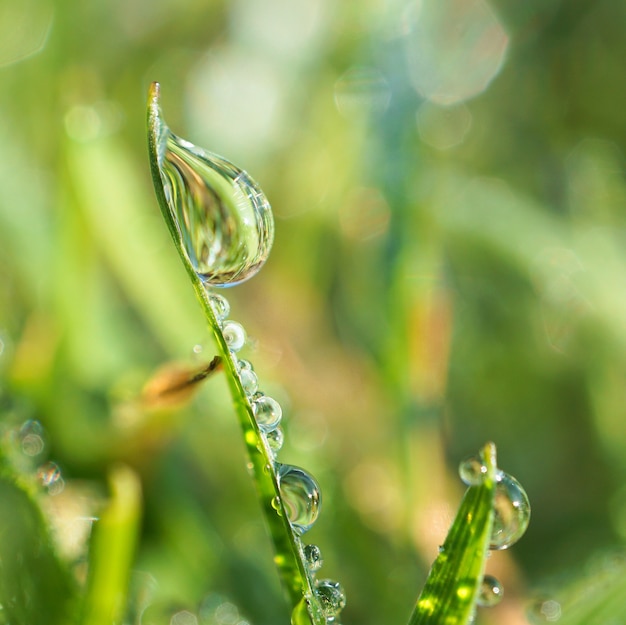 Gotas na grama verde