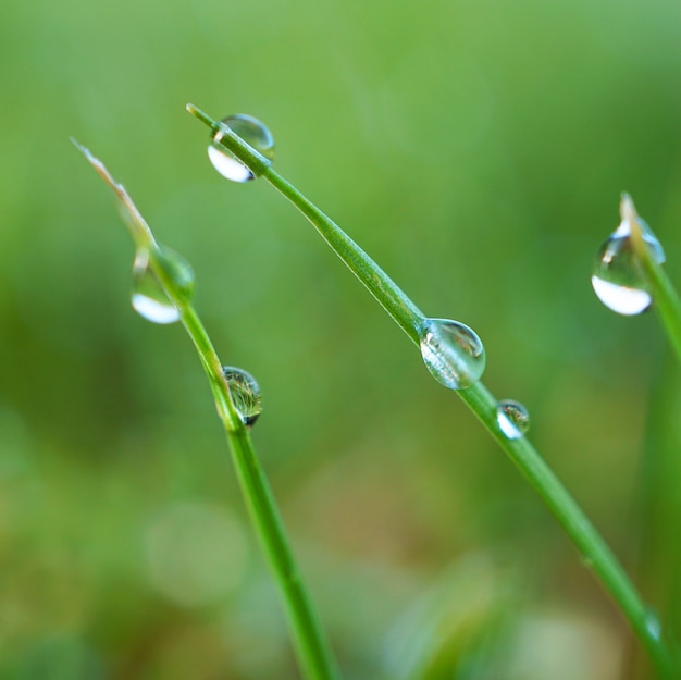 gotas nas folhas verdes