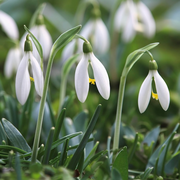 Gotas de nieve a principios de la primavera en primer plano