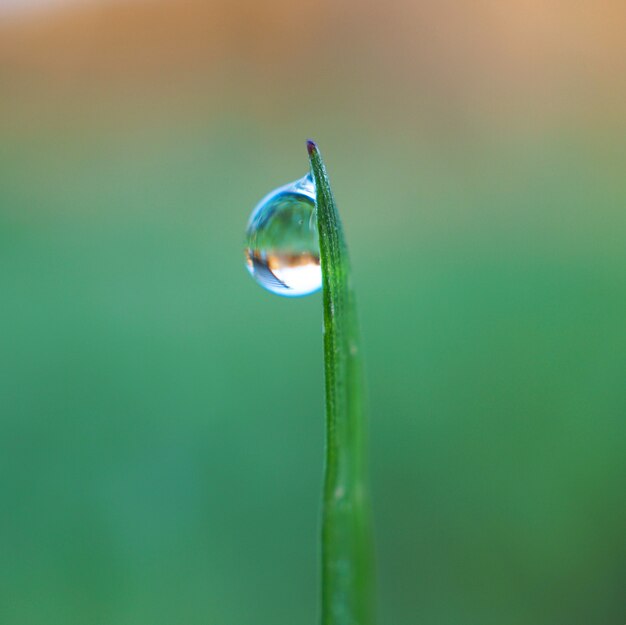 gotas en la planta de la hierba verde hojas en el jardín