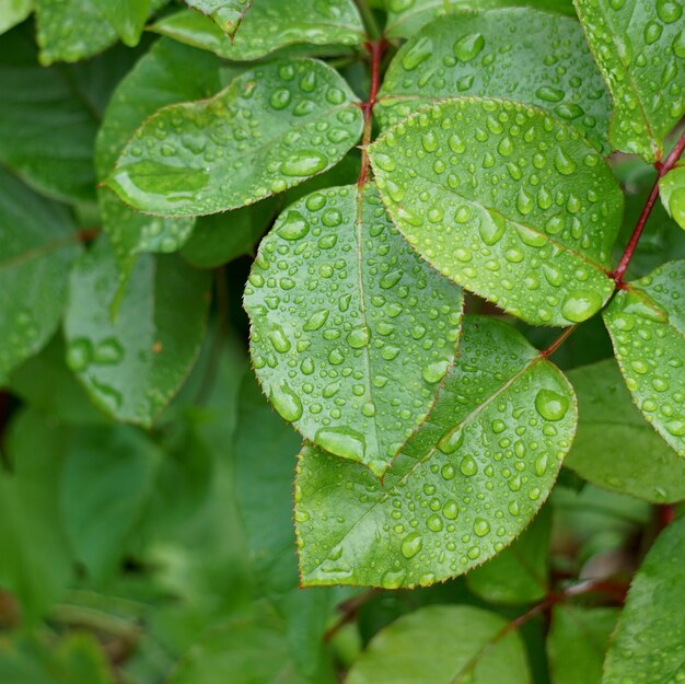 Gotas en la planta verde deja en la naturaleza en verano.