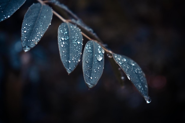 Gotas de plata en las hojas después de la lluvia Una rama de un árbol en hermosas gotas después de la lluvia