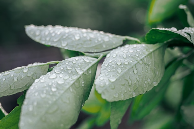 Gotas del primer del agua en la hoja verde después de la lluvia, la opinión de la naturaleza en el jardín en el verano.