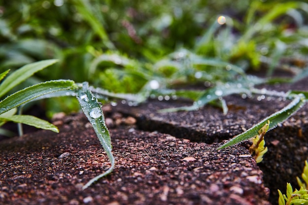 Las gotas de rocío se acumulan en el césped junto a los adoquines del jardín