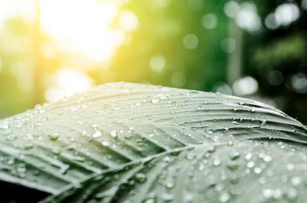 Gotas de rocío cerca de fondo