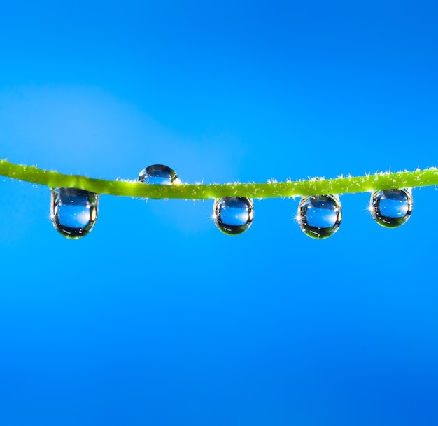 Foto gotas de rocío de cerca