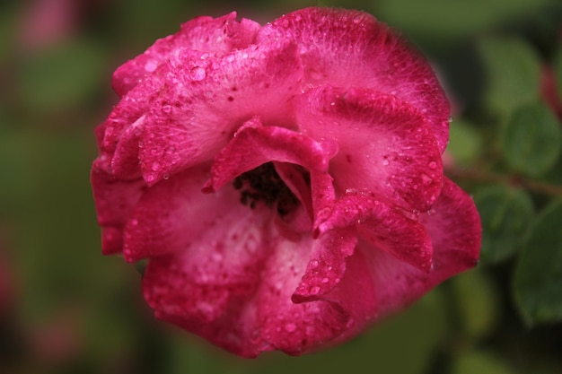 Gotas de rocío envolvieron una gran rosa Papel pintado de la computadora