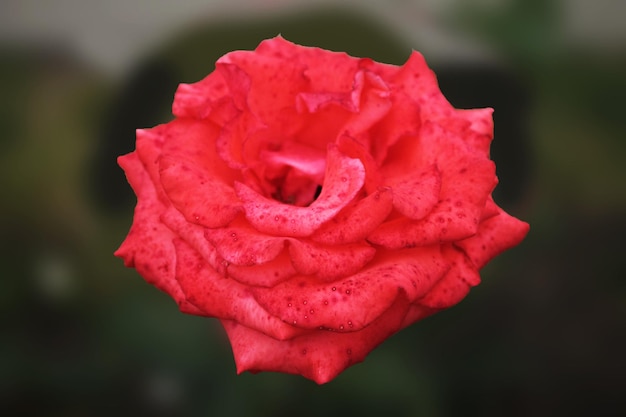 Gotas de rocío envolvieron un papel tapiz de computadora rosa grande y delicado