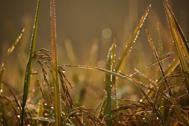 Gotas de rocío en el fondo de arroz