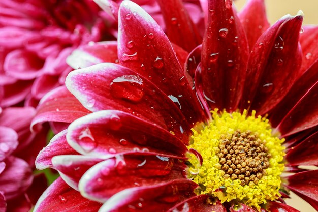 Gotas de rocío de gerbera closeup macro gerbera rosa con gotas de agua