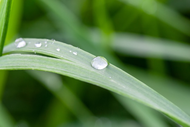 Gotas de rocío en la hierba verde