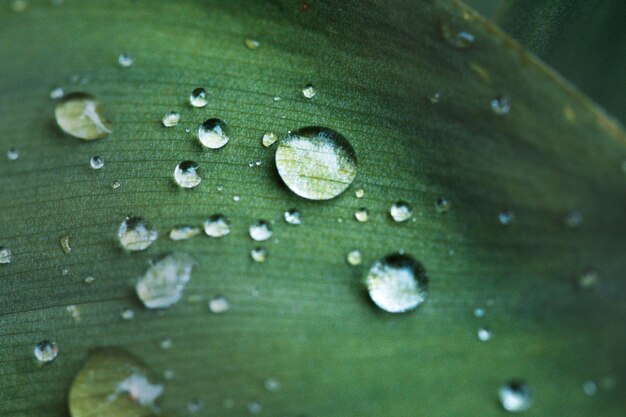 Gotas de rocío en una hoja de hierba