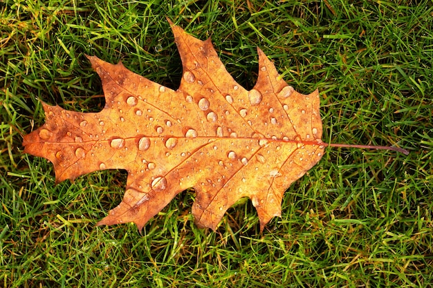 Gotas de rocío en una hoja de roble amarillo