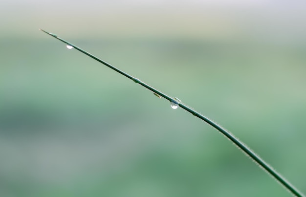 Gotas de rocío en una hoja silvestre temprano en la mañana nublada con poca profundidad de campo