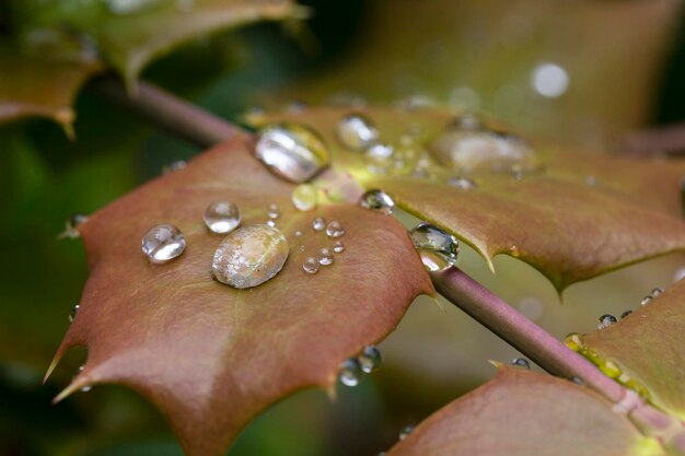 Gotas de rocío macro sobre una hoja marrón de Aquifoliaceae fondo orgánico concepto saludable ecofriendly