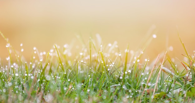 Las gotas de rocío de la mañana brillan y brillan en el sol en la hierba verde fresca y húmeda de la mañana en la naturaleza. Enfoque selectivo suave