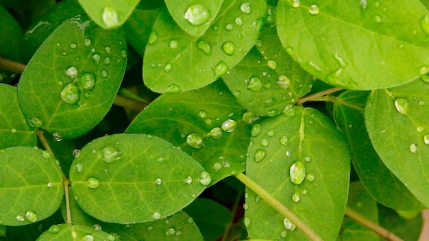 Gotas de rocío en manojo de hojas verdes