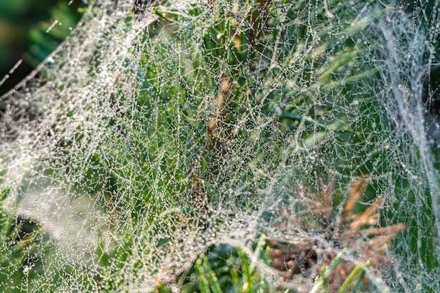 Gotas de rocío matutino en una telaraña en ramas de pino al amanecer.