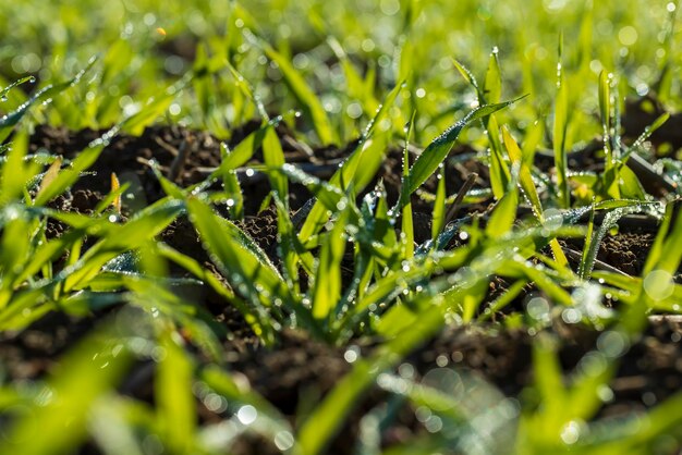 Gotas de rocío en el otoño de hierba verde